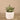 Greenery-Potted Succulent-Bloomr