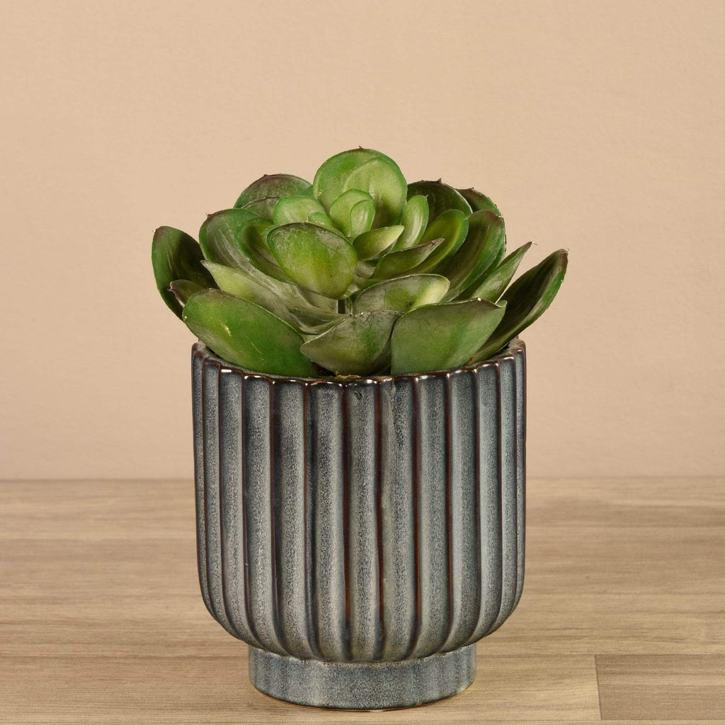 Potted Succulent - Bloomr