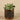 Greenery-Potted Succulent-Bloomr