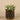 Greenery-Potted Succulent-Bloomr