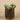 Greenery-Potted Succulent-Bloomr