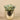 Greenery-Potted Succulent-Bloomr