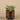 Greenery-Artificial Potted Succulent-Bloomr