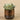 Greenery-Artificial Potted Succulent-Bloomr