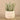 Greenery-Potted Succulent-Bloomr