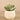 Greenery-Potted Succulent-Bloomr