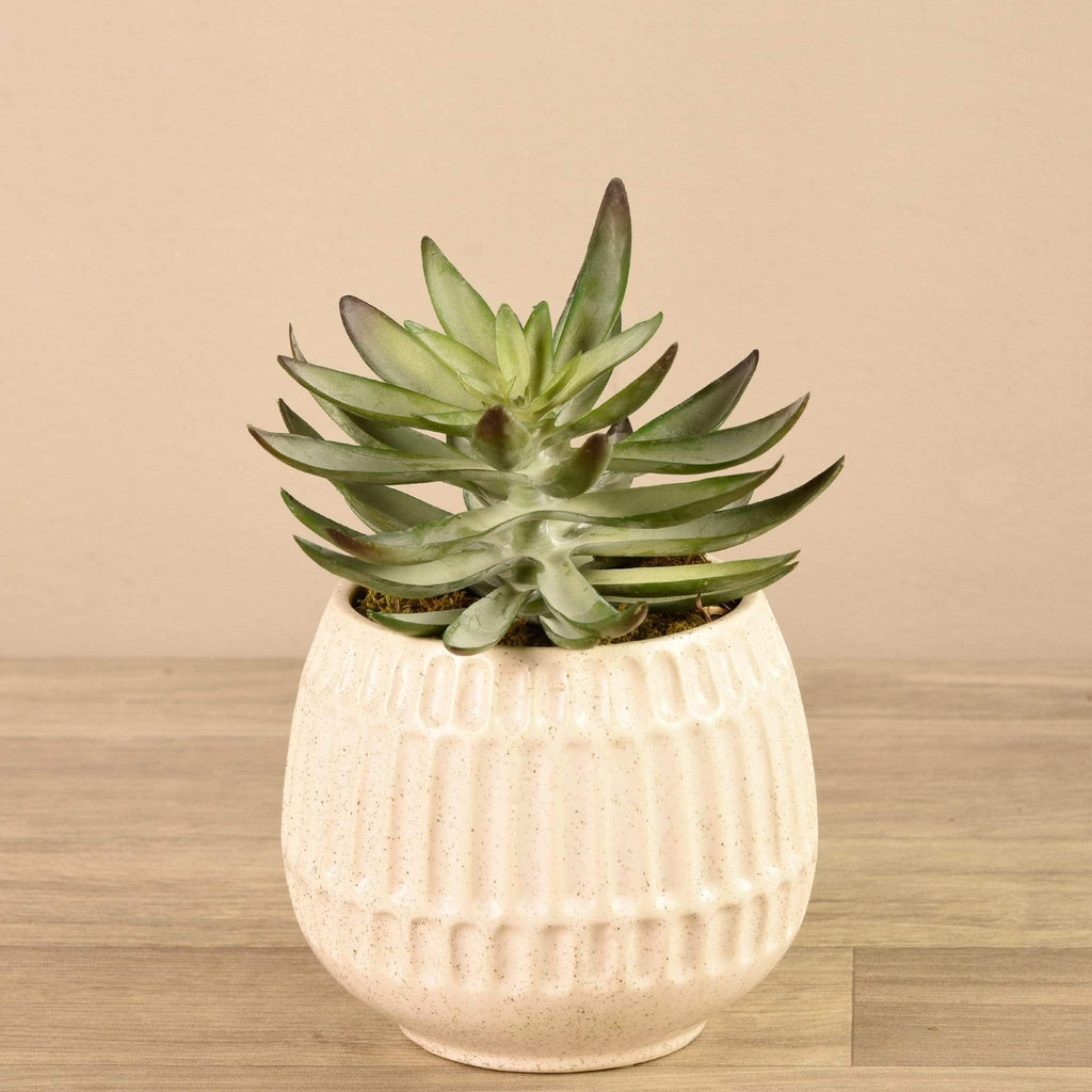 Potted Succulent - Bloomr