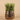 Greenery-Potted Succulent-Bloomr