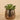 Greenery-Potted Succulent-Bloomr