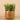 Greenery-Potted Succulent-Bloomr