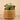 Greenery-Artificial Potted Succulent-Bloomr