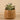 Greenery-Artificial Potted Succulent-Bloomr