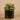 Greenery-Artificial Potted Succulent-Bloomr