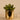 Greenery-Potted Succulent-Bloomr