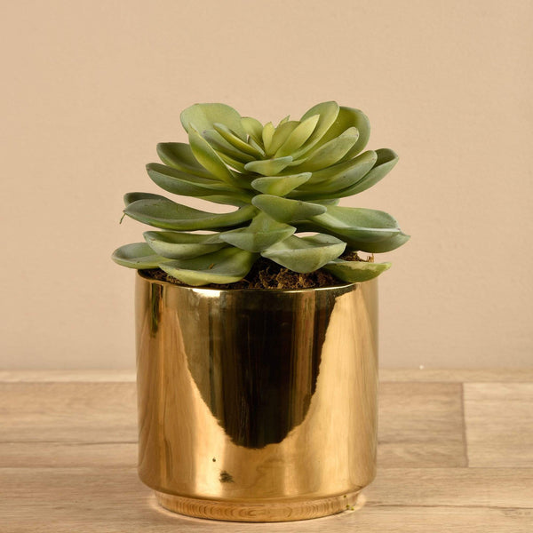 Potted Succulent - Bloomr
