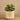 Greenery-Artificial Potted Succulent-Bloomr