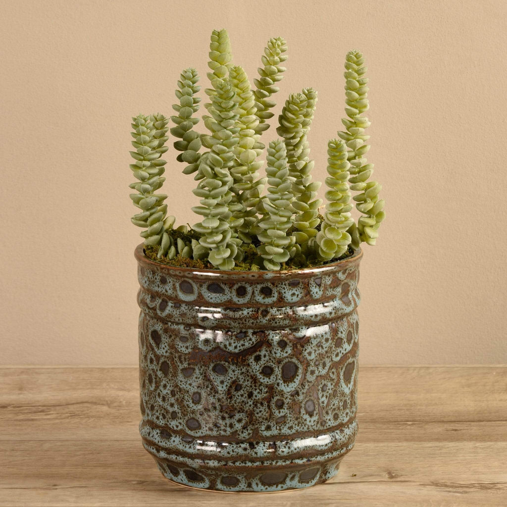 Potted Succulent - Bloomr