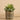 Greenery-Potted Succulent (Discontinued)-Bloomr