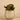 Greenery-Potted Succulent-Bloomr