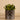 Greenery-Potted Succulent-Bloomr