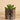 Greenery-Potted Succulent-Bloomr