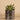 Greenery-Potted Succulent-Bloomr