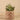 Greenery-Potted Succulent (Discontinued)-Bloomr
