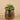 Greenery-Artificial Potted Succulent-Bloomr