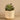 Greenery-Artificial Potted Succulent-Bloomr