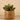 Greenery-Artificial Potted Succulent-Bloomr