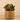 Greenery-Artificial Potted Succulent-Bloomr