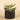 Greenery-Potted Succulent-Bloomr