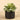 Greenery-Artificial Potted Succulent-Bloomr