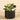 Greenery-Potted Succulent-Bloomr