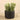 Greenery-Potted Succulent-Bloomr