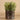 Greenery-Potted Succulents-Bloomr