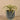 Greenery-Potted Tillandsia-Bloomr