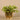 Greenery-Artificial Potted Vanilla Leaf-Bloomr