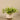 Greenery-Potted Vanilla Leaf Plant-Bloomr