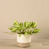 Potted Vanilla Plant - Bloomr