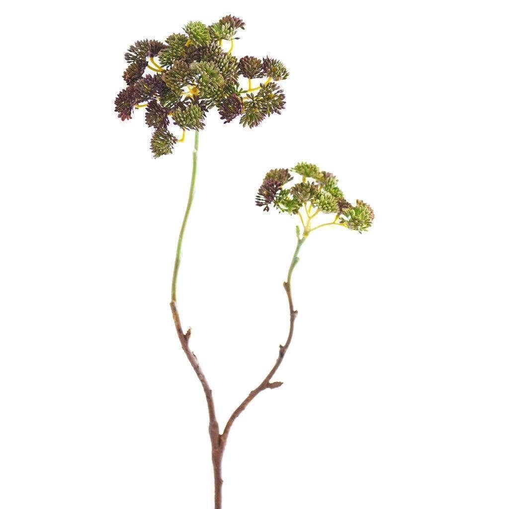 Sedum - Bloomr