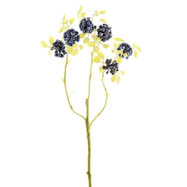 Sedum - Bloomr