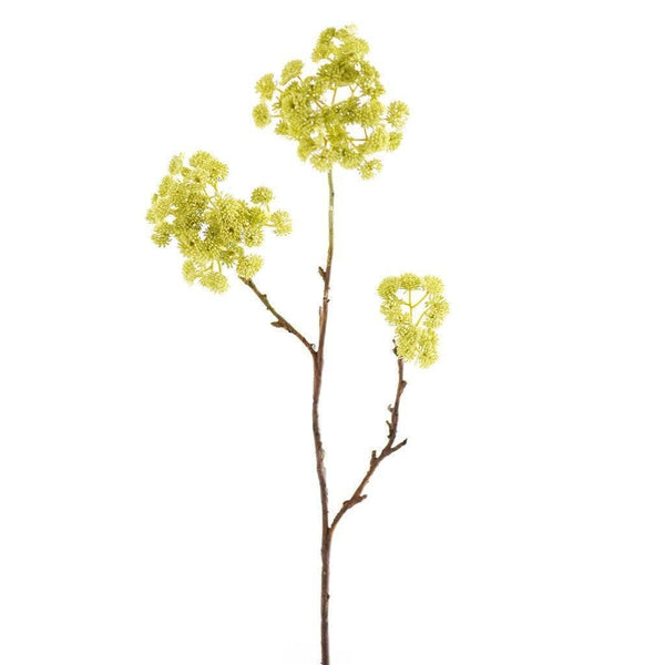 Sedum - Bloomr
