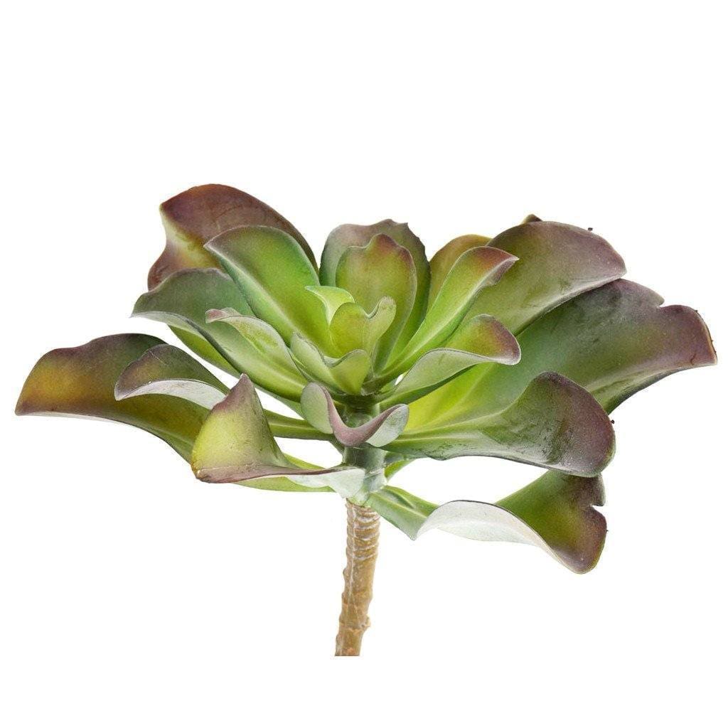 Single Stem Succulent - Bloomr