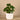 Greenery-Artificial Potted Pancake Plant-Bloomr