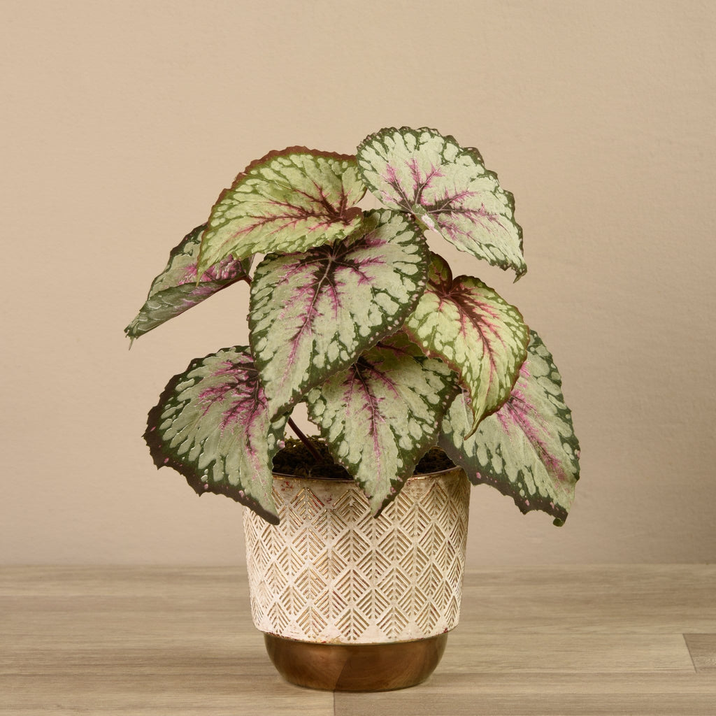 Potted Begonia - Bloomr