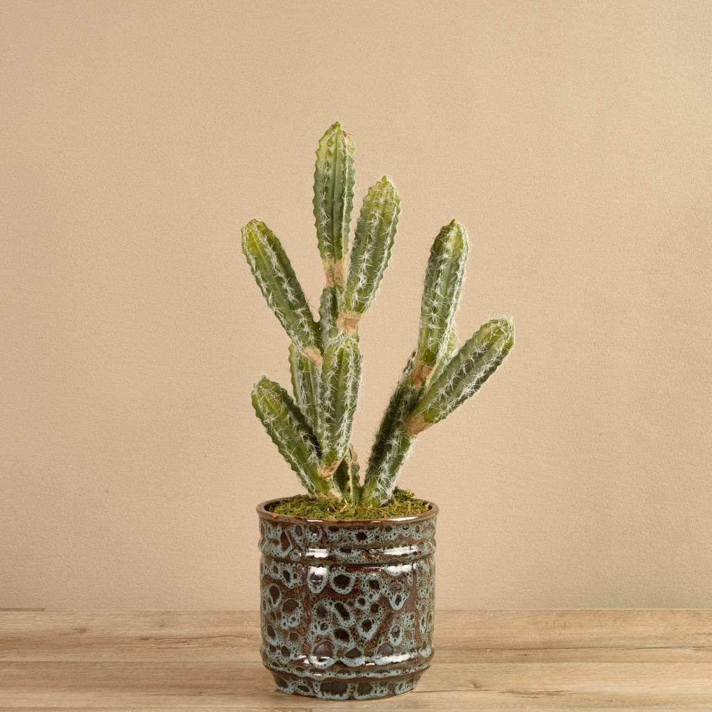 Potted Cactus - Bloomr