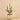 Greenery-Potted Cactus-Bloomr