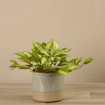 Potted Vanilla Leaf Plant - Bloomr