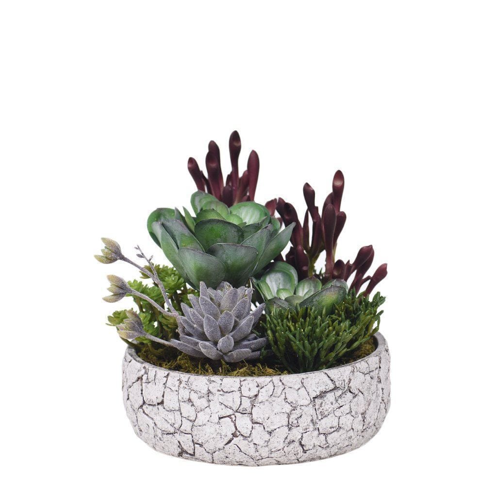 Rustic Succulent Arrangement - Bloomr